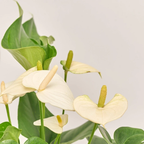 Зображення товару Антуріум Прістіно, артикул: 57139