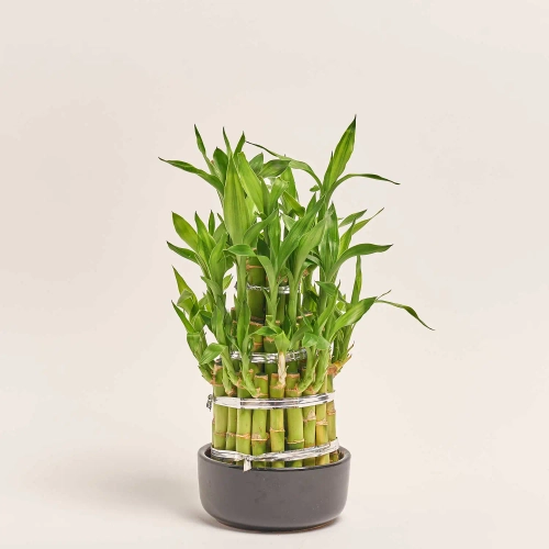 Зображення товару Бамбук Лакі в кераміці, артикул: 21217