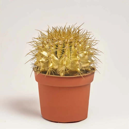 Зображення товару Ехінокактус Рейнбов новорічний мікс, артикул: 43412