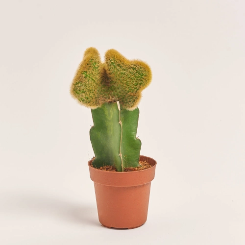 Зображення товару Гімнокаліциум мікс, артикул: 1470