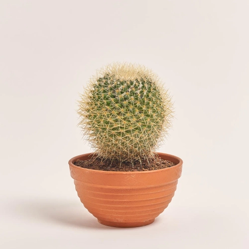 Зображення товару Кактус мікс, артикул: 56847