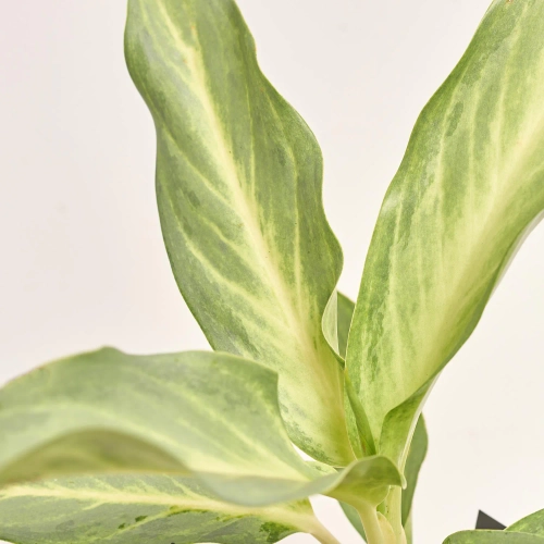 Зображення товару Аглаонема Аква Грін, артикул: 57163