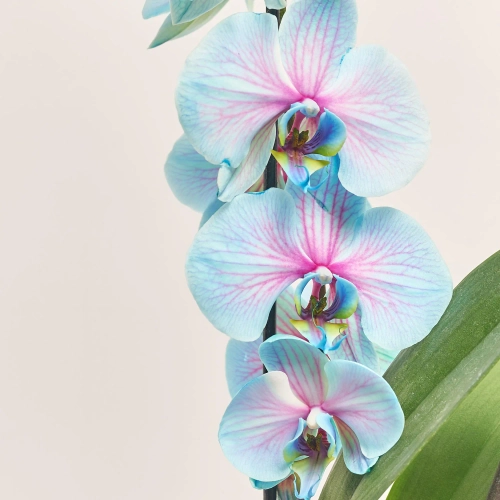 Зображення товару Фаленопсис фарб. каскад 1ст., артикул: 56337