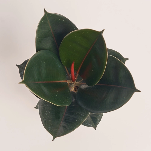 Фікус ел Абіджан 1ст., артикул: 41568 Зображення товару Фікус ел Абіджан 1ст., артикул: 41568