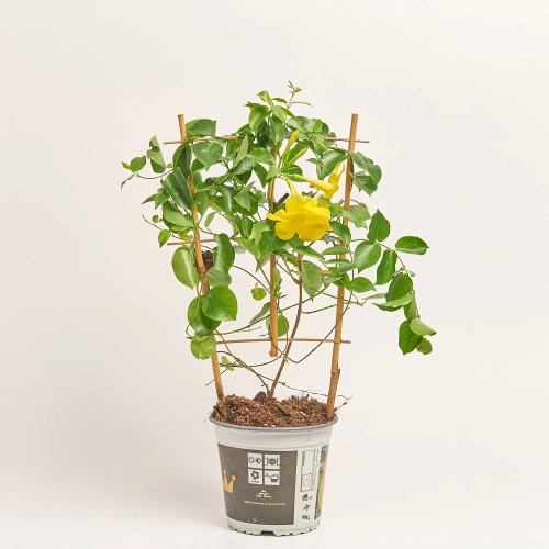 Мандевілла Цитрина, артикул: 56942 Зображення товару Мандевілла Цитрина, артикул: 56942