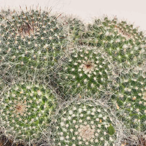 Зображення товару Кактус мікс, артикул: 33267