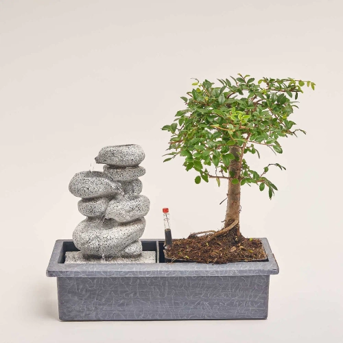 Бонсай мікс, артикул: 17945 Зображення товару Бонсай мікс, артикул: 17945