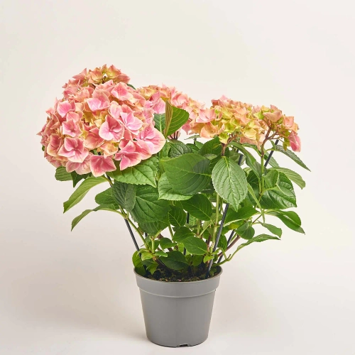 Зображення товару Гортензія рожево-зелена 8ст., артикул: 38143