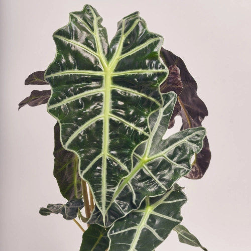 Алоказія Поллі 2ст., артикул: 30921 Зображення товару Алоказія Поллі 2ст., артикул: 30921