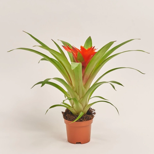 Зображення товару Гузманія Глоу, артикул: 55297