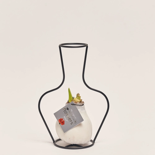 Зображення товару Амариліс "Класік Формз" у воску, артикул: 53630