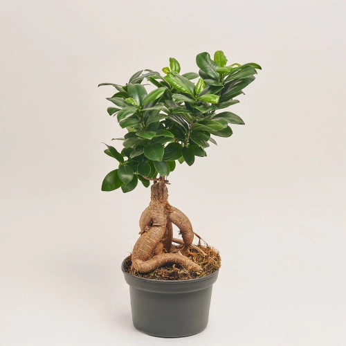 Зображення товару Фікус мікрокарпа Гінсенг, артикул: 54826
