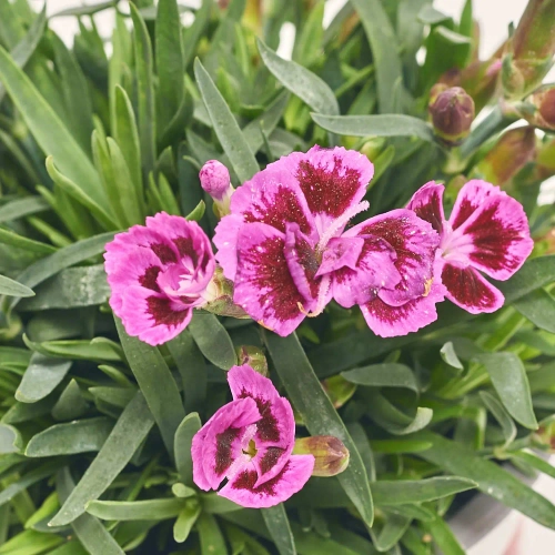 Діантус Пікчер Перфект, артикул: 56988 Зображення товару Діантус Пікчер Перфект, артикул: 56988