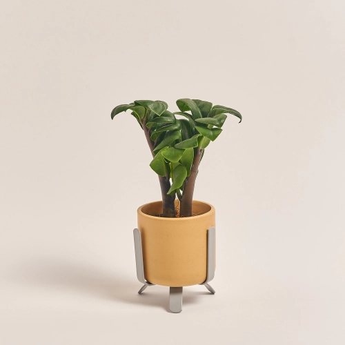 Заміокулькас Зензі "Лука" в кер., артикул: 49477 Зображення товару Заміокулькас Зензі "Лука" в кер., артикул: 49477