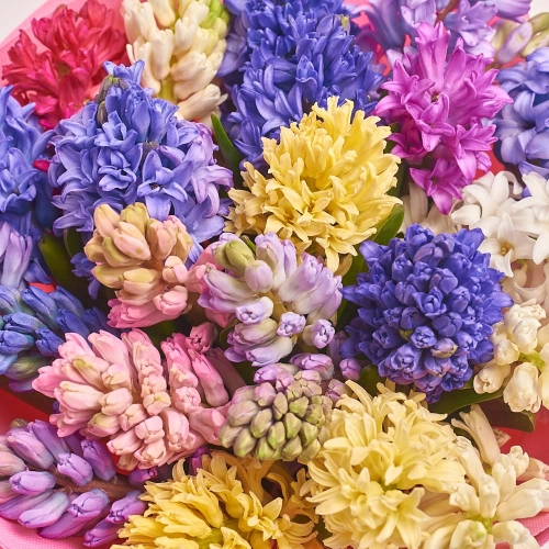 Зображення товару Букет 25 Гіацинтів Мікс F516, артикул: 36947