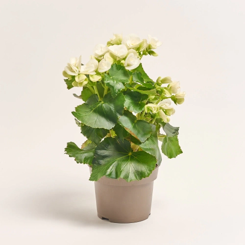 Зображення товару Бегонія Нетія, артикул: 57141