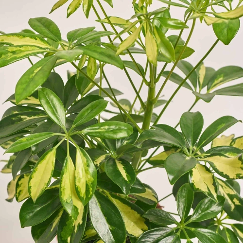 Шефлера Герда, артикул: 1455 Зображення товару Шефлера Герда, артикул: 1455