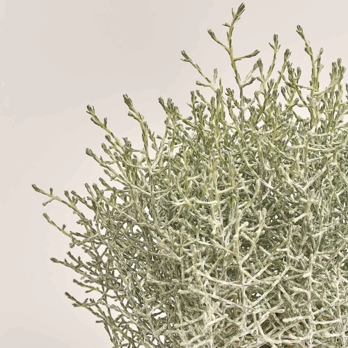 Леукофіта Брауні, артикул: 53202 Зображення товару Леукофіта Брауні, артикул: 53202