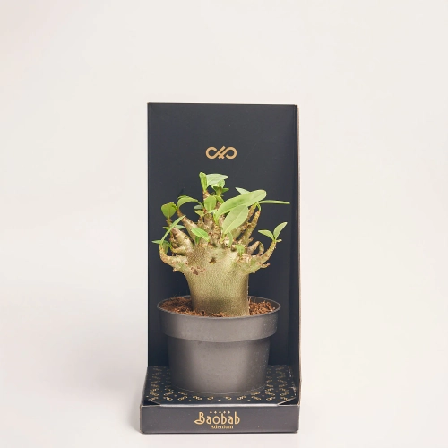 Зображення товару Аденiум Баобаб, артикул: 57007