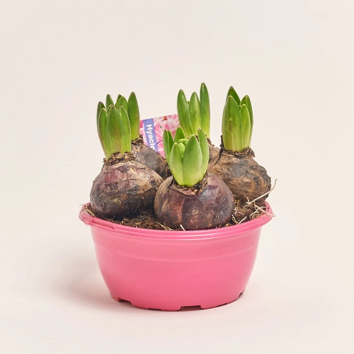 Гіацинт мікс, артикул: 34912 Зображення товару Гіацинт мікс, артикул: 34912