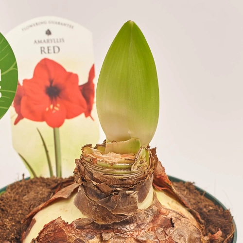 Амариліс мікс, артикул: 54117 Зображення товару Амариліс мікс, артикул: 54117