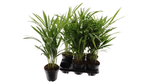 Зображення товару Дипсіс Лутесценс, артикул: 56411