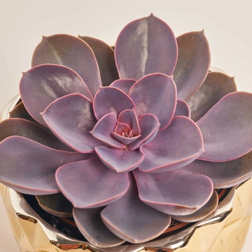 Зображення товару Сукулент мікс, артикул: 41177