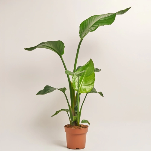 Стреліція Ніколай, артикул: 53123 Зображення товару Стреліція Ніколай, артикул: 53123