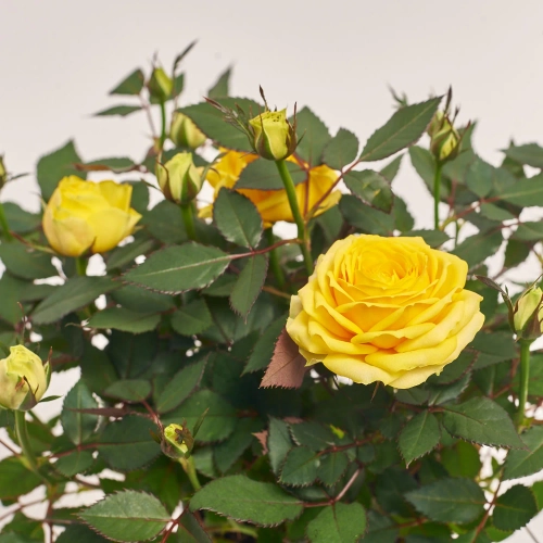 Зображення товару Троянда Кордана, артикул: 4809