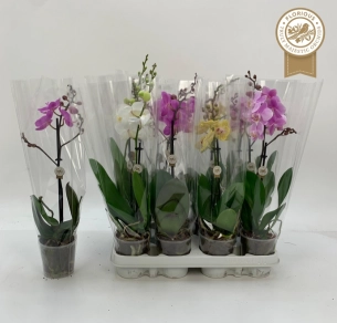 Зображення товару Фаленопсис міні 1ст. мікс, артикул: 55300