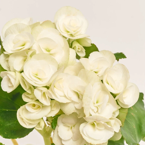 Зображення товару Бегонія Нетія, артикул: 57141