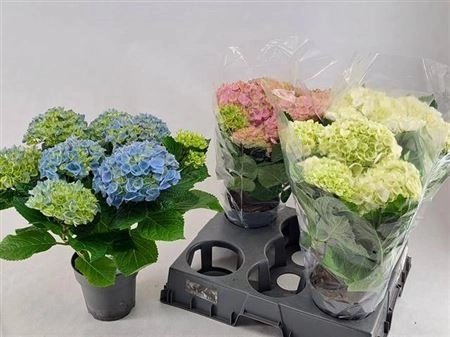 Зображення товару Гортензія мікс 9ст., артикул: 46218