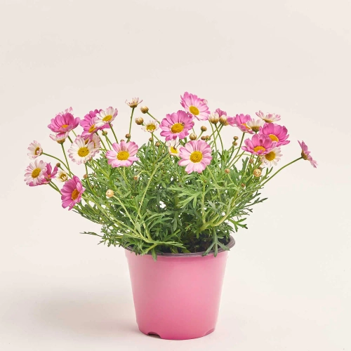 Зображення товару Аргірантемум рожевий, артикул: 57443
