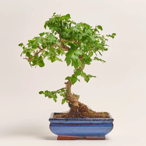 Бонсай в кер., артикул: 30212 Зображення товару Бонсай в кер., артикул: 30212