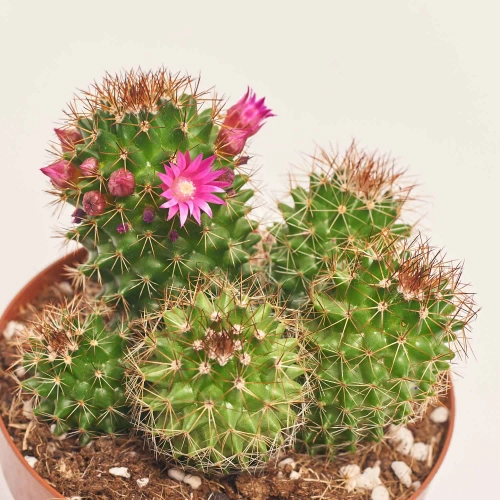 Зображення товару Кактус Бол мікс, артикул: 53324