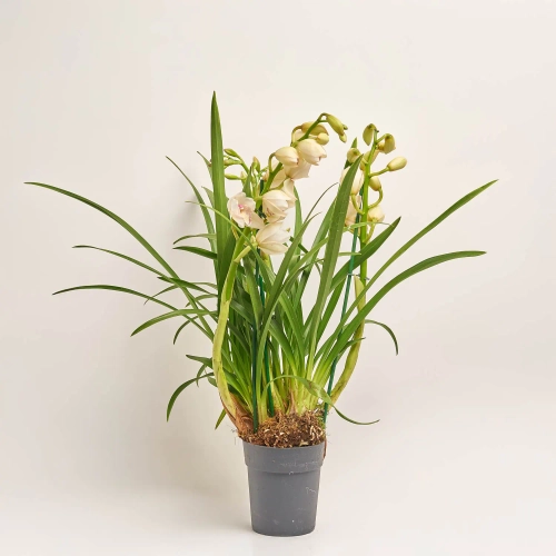 Цимбідіум мікс 4ст., артикул: 21864 Зображення товару Цимбідіум мікс 4ст., артикул: 21864