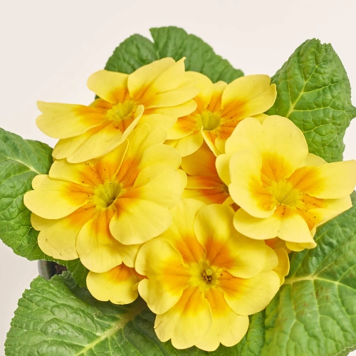 Зображення товару Примула Парадісо мікс, артикул: 56897