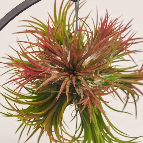 Тілландсія Рінг із підсвіткою, артикул: 44898 Зображення товару Тілландсія Рінг із підсвіткою, артикул: 44898