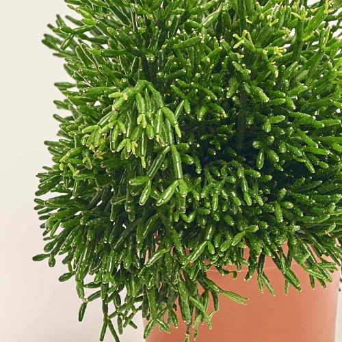 Зображення товару Рипсаліс мікс, артикул: 52619