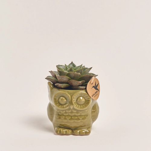 Зображення товару Сукулент мікс "Сова" зелена, артикул: 39965