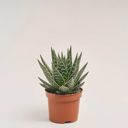 Зображення товару Алоє Тікі Тахі, артикул: 19287