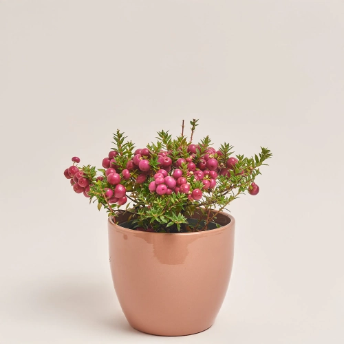 Зображення товару Гаультерія та Кашпо Сет 426, артикул: 53346