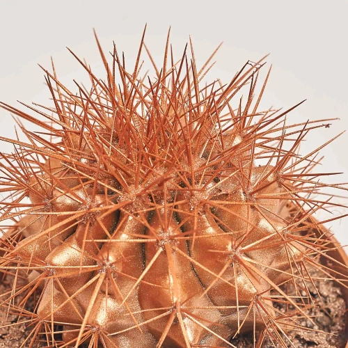 Зображення товару Ехінокактус Рейнбов новорічний мікс, артикул: 53321