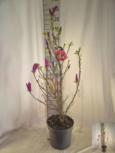 Зображення товару Магнолія Сюзан, артикул: 57381