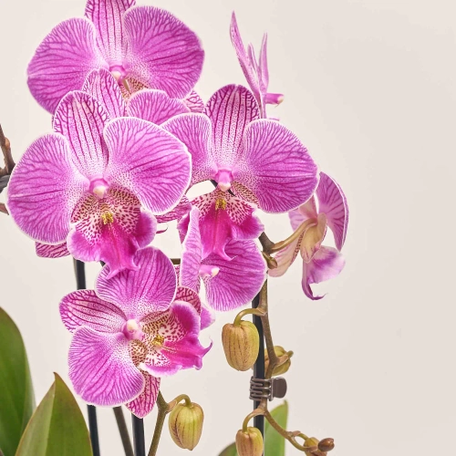 Зображення товару Фаленопсис каскад 2ст. мікс, артикул: 18513