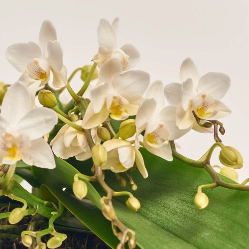 Фаленопсис Мф "Назаре" 4ст. в кер., артикул: 49370 Зображення товару Фаленопсис Мф "Назаре" 4ст. в кер., артикул: 49370