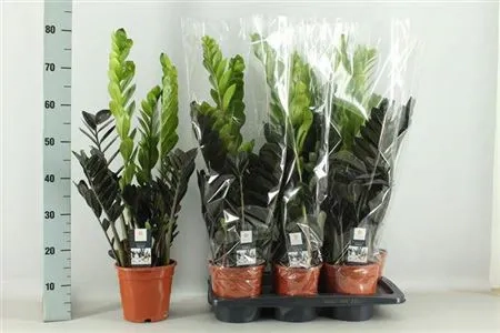 Заміокулькас Равен, артикул: 48449 Зображення товару Заміокулькас Равен, артикул: 48449