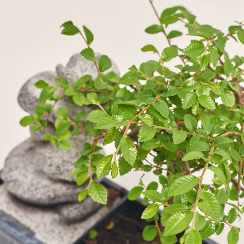 Бонсай в кер., артикул: 56846 Зображення товару Бонсай в кер., артикул: 56846