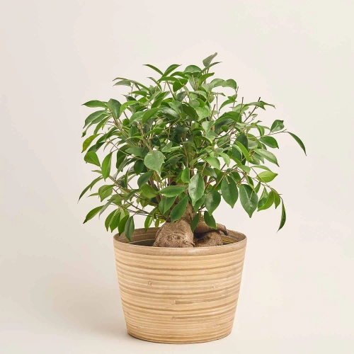 Фікус мікрокарпа Гінсенг в кер., артикул: 51385 Зображення товару Фікус мікрокарпа Гінсенг в кер., артикул: 51385