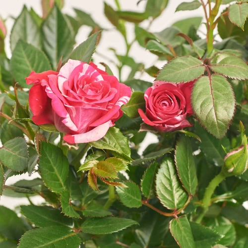 Зображення товару Троянда Твін Колор, артикул: 57004